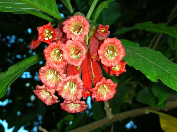 coccinea